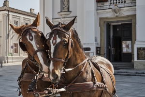 Viaggio del cavallo incantato Carrozza - zdjęcie4