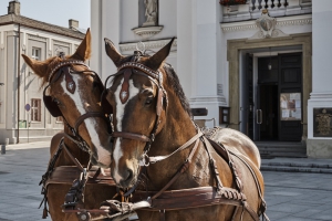 Viaje del carro de caballos encantado - zdjęcie3