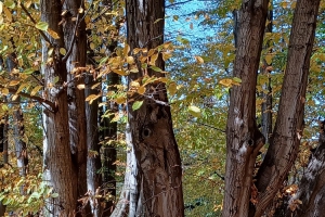 Mestský park vo Wadowiciach - zdjęcie29