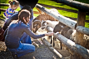 Mini ZOO Kucyk - zdjęcie3