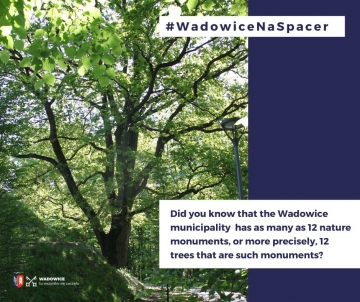 #WadowiceNaSpacer or Walk in the footsteps of nature monuments in the Wadowice municipality